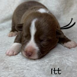 Itt - Liver and white male American Corgi puppy in Grants Pass, Oregon from KnR Antler Dogs ~ Labrador Retrievers & Corgis