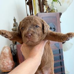 Nutmeg - Merle female Cockapoo puppy in Portland, Oregon from Little Luvs Mini Cockapoos