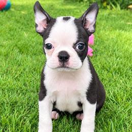 Tabor - Black brindle and white male Boston Terrier puppy in Fillmore, Illinois from Wind Hill Puppies