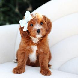 Max - Red  male Goldendoodle puppy in Rio Linda, California from GoldendoodlePaw