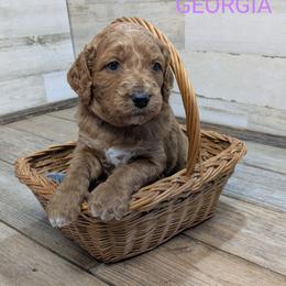 Georgia - Red  female Goldendoodle puppy in Cambridge, Minnesota from Country Meadow Doodles