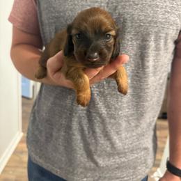 Roses - Red female Dachshund puppy in Celina, Texas from Oak Bridge Farm