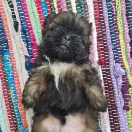 Fennel - Tricolor male Shih Tzu puppy in Normal, Illinois from Happy Shih Tzu Homes