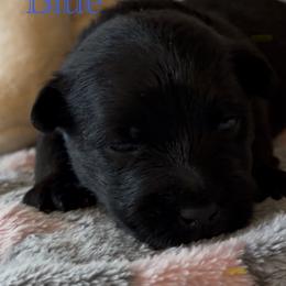 Scottish Terrier puppies from Johnson's Highland Terriers