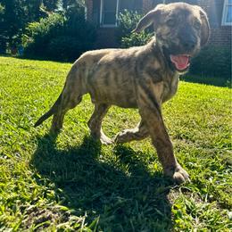Conor - Gray and brindle male Irish Wolfhound puppy in Saint George, South Carolina from Carolina cotton candy corgis