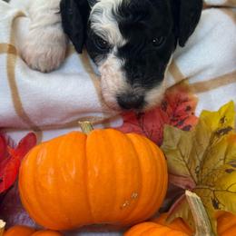 Pumpkin - Parti female Poodle puppy in Grover Beach, California from Central Coast Poodle Paws
