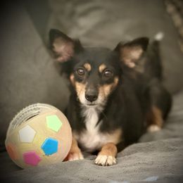 Aponi - Black white and tan female Xoloitzcuintli puppy in Victorville, California from Elegancia Vintage Xoloitzcuintle
