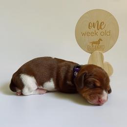 Dachshund Puppies from Truehearted Miniature Dachshunds