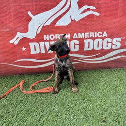 Dutch Shepherd Puppies from Oak Creek K9