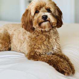 Ozzy - Goldendoodle