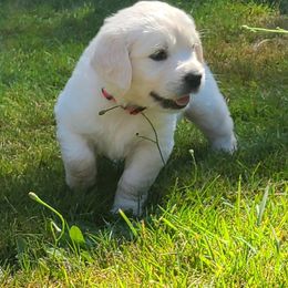 Australian Shepherd, Golden Retriever, and Mastiff Puppies from Barking Creek Ranch