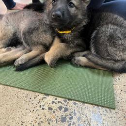 Yellow collar - Sable female German Shepherd puppy in Holladay, Tennessee from Mercedes Gumbel