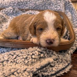 Theodore (Laurie) - Red male Bernedoodle puppy in Rose Hill, North Carolina from Red Door Canines