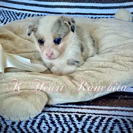 Girl 2 - Blue merle and white American Corgi puppy in Gentry, Arkansas from K Heart Ranchita