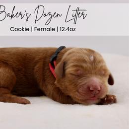 Cookie - Red  female Goldendoodle puppy in Comanche, Texas from Central Texas Doodles, LLC.