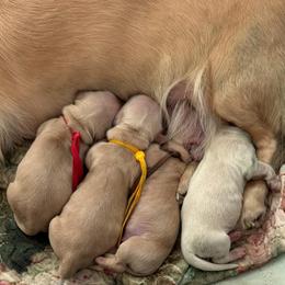Brown collar - Cream male Dachshund puppy in Pace, Florida from Shoebox Doxie’s