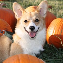 Pembroke Welsh Corgi All Grown Up from G.G.'s Corgis