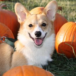 Pembroke Welsh Corgi All Grown Up from G.G.'s Corgis