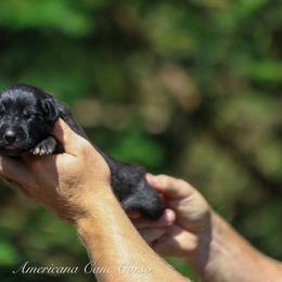 Queenie - Black female Cane Corso puppy in Cable, Ohio from Americana Cane Corso