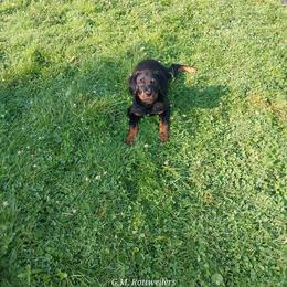Rottweiler Puppies from G.M. Rottweilers"OHIO"