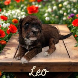 Leo - Red  male Goldendoodle puppy in Shelby Township, Michigan from Shelby Doodles MI LLC