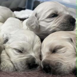 Golden Retriever puppies from Golden Retrievers of GwynEira