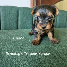 Ember - Black and tan female Yorkshire Terrier puppy in West Plains, Missouri from Brinkley Yorkies