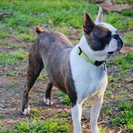 Max - Boston Terrier