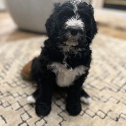 Bernedoodle Puppies from Cali Bernedoodles