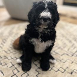 Bernedoodle Puppies from Cali Bernedoodles