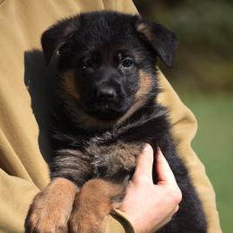 Raclette - Black and red female German Shepherd puppy in Hagerstown, Pennsylvania from Euro Deja