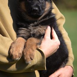 Raclette - Black and red female German Shepherd puppy in Hagerstown, Pennsylvania from Euro Deja