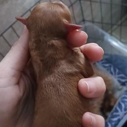 Snickerdoodle Cookie - Red  male Poodle puppy in Sandpoint, Idaho from Teddy Bear Toy Poodles