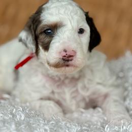 Red - Merle male Bernedoodle puppy in Hesperia, Michigan from Red Acres Poodles & Doodles