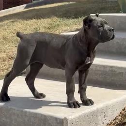 Grey female - Gray female Cane Corso puppy in California from Donato Kennels