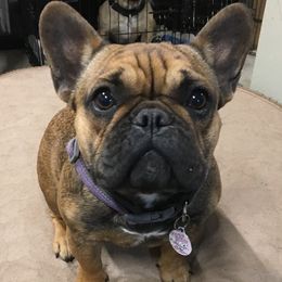 Booger - French Bulldog