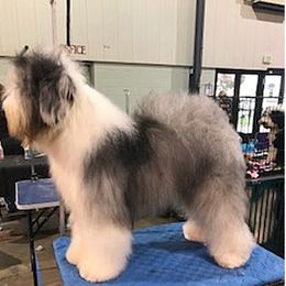 Blix - Old English Sheepdog