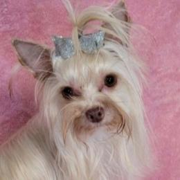 Millie - Yorkshire Terrier