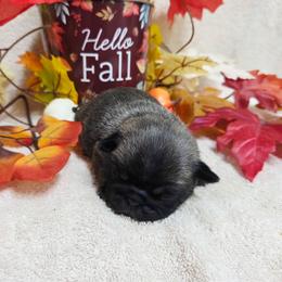 Reserved Girl - Silver female Pug puppy in Tulsa, Oklahoma from Locust Creek Pugs & Japanese Chin's