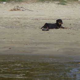 Rottweiler Puppies from Vom Gryphonberg