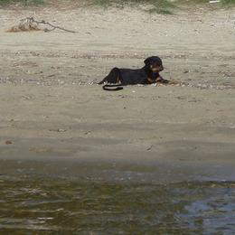 Rottweiler Puppies from Vom Gryphonberg