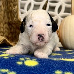 Boy 2 - Black and white male Bernedoodle puppy in Russiaville, Indiana from Pleasant Creek Minibernedoodles