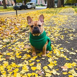 French Bulldog Puppies from Von Bales French Bulldogs