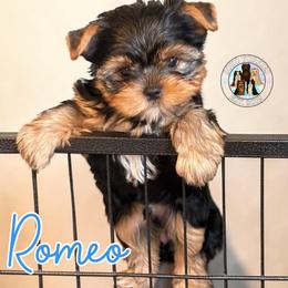 Romeo - Black and tan male Yorkshire Terrier puppy in London, Kentucky from Soto Yorkies