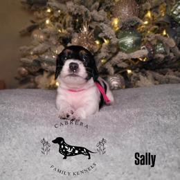 Sally - Piebald female Dachshund puppy in Modesto, California from Cabrera Family Kennels