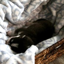Pomsky Puppies from Saint Peters Pomskies