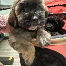 Bentley - Tri-color male Yorkipoo puppy in Apple Valley, California from Boujeepups