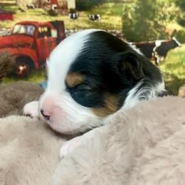 Black Tri-1 - Black tri male Miniature Australian Shepherd puppy in Ronan, Montana from Dirt Road Aussie’s of Montana