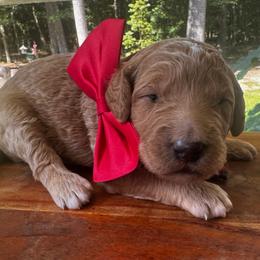 Bedtime Bear - Red  male Goldendoodle puppy in Camden, North Carolina from Oopsie Doodles of NC