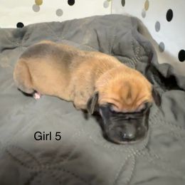 Girl 5 - Fawn female Great Dane puppy in Indianola, Iowa from Bull West Kennels